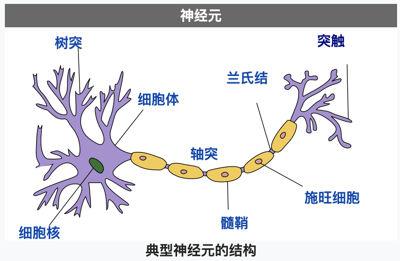 wikipeda-neuron